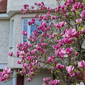 Magnolia Apartament Sopot